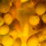 Pastörizasyon ve Sterlizasyon